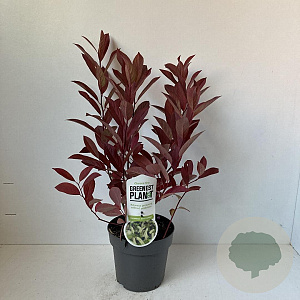 Itea virginica 'Henry's Garnet' 25-30 cm 2,0L