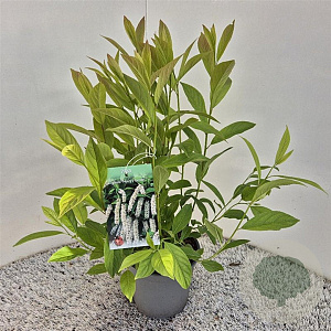 Itea virginica 'Henry's Garnet' 30-40 cm 2,5L