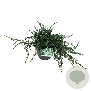 Juniperus communis 'Ristol' 40-50 cm 6L