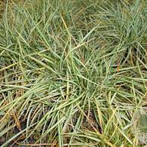 Carex ornithopoda 'Variegata' GM P9
