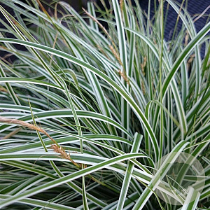 Carex oshim. Everest GM P9