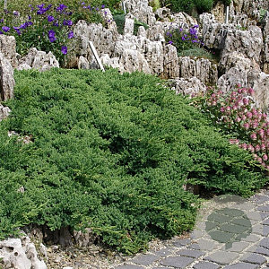 Juniperus procumbens 'Nana' 25-30 cm 3,5L