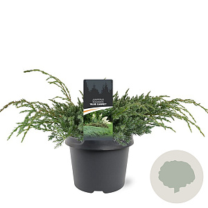 Juniperus squamata 'Blue Carpet' 30-40 cm 3,0L