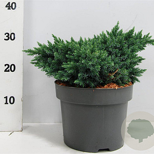 Juniperus squamata 'Blue Star' 25-30 cm 5,0L