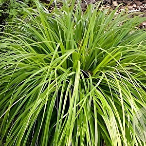 Carex oshim. 'J. S. Greenwell' GM P9