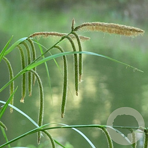 Carex pendula GM P9