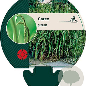 Carex pendula GM P9