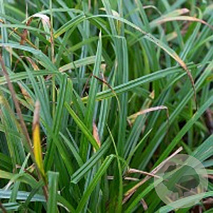 Carex pendula GM P9