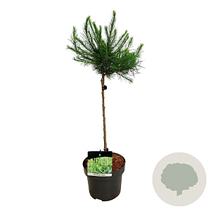 Larix decidua 'Globus' 40 cm stam 5,0L