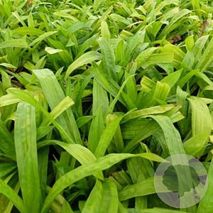 Carex plantaginea GM P9