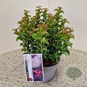Leucothoe axillaris Twisting Red 20-25 cm 2,5L