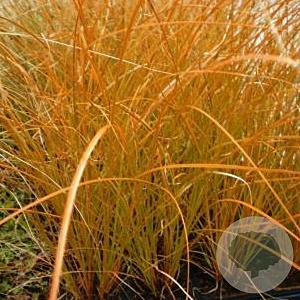 Carex testacea 'Prairie Fire' GM P9