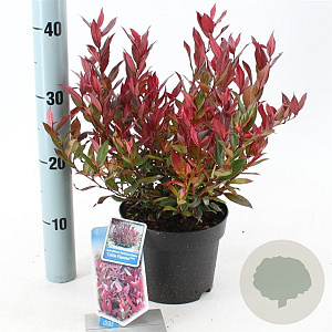 Leucothoe 'Little Flames' 20-25 cm 2,0L