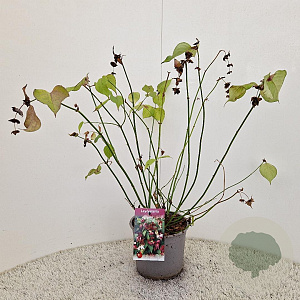 Leycesteria formosa 50-60 cm 3,0L