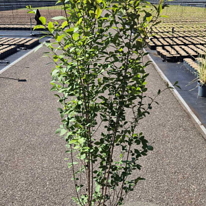 Ligustrum ovalifolium 125-150 cm 10L