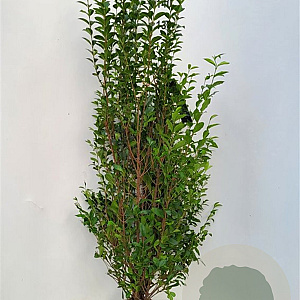 Ligustrum ovalifolium 150-175 cm met kluit extra