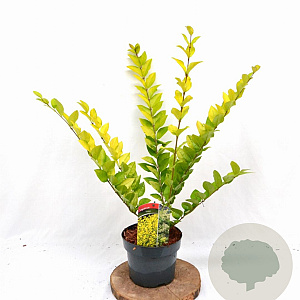 Ligustrum 'Vicaryi' 30-40 cm 3,0L