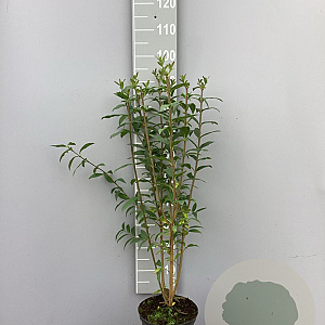 Ligustrum vulgare 80-100 cm 5,0L