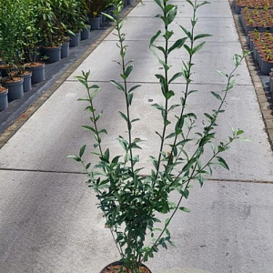 Ligustrum vulgare 80-100 cm 5,0L