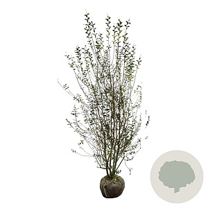 Ligustrum vulg. 'Atrovirens' 200-225 cm met kluit