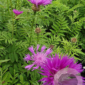 Centaurea dealbata GM P9