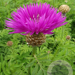 Centaurea dealbata GM P9