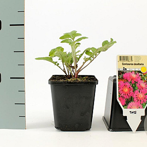 Centaurea dealbata GM P9