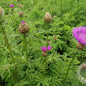 Centaurea dealbata GM P9