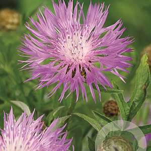Centaurea dealbata GM P9