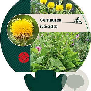Centaurea macrocephala GM P9