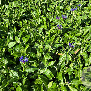 Centaurea montana GM P9