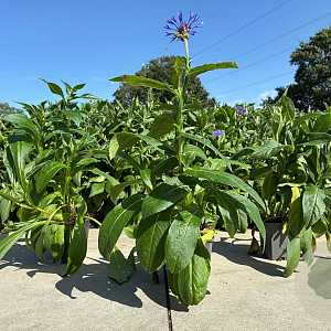Centaurea montana GM P9