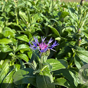 Centaurea montana GM P9