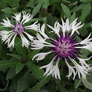 Centaurea montana 'Ameth. in Snow' GM P9