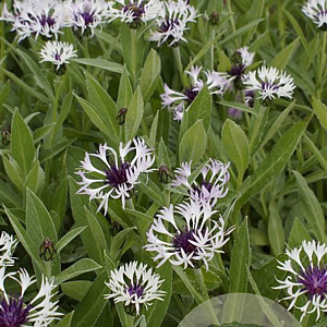 Centaurea montana 'Ameth. in Snow' GM P9