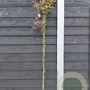 Lonicera japonica chinensis 150-175 cm vierkant rond 5,5L
