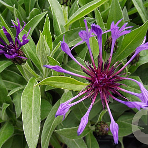 Centaurea montana 'Grandiflora' GM P9
