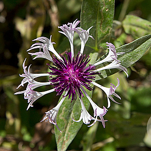 Centaurea montana 'Purple Heart' GM P9