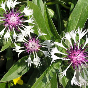 Centaurea montana 'Purple Heart' GM P9