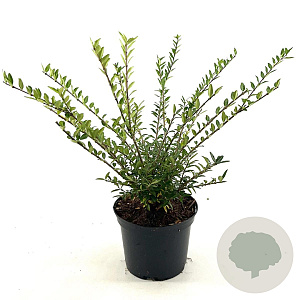 Lonicera pileata 30-40 cm 2,0L