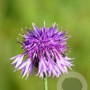 Centaurea scabiosa GM P9