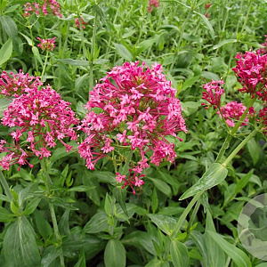 Centranthus ruber 'Coccineus' GM P9