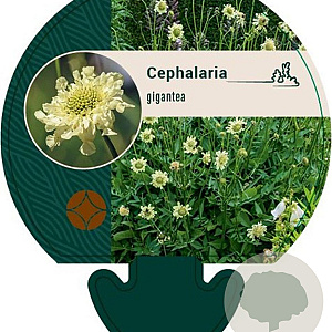 Cephalaria gigantea GM P9