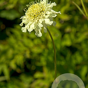 Cephalaria gigantea GM P9