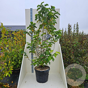 Magnolia kobus 200-250 cm cont. 55L meerstammig