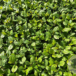 Ceratostigma plumbaginoides GM P9