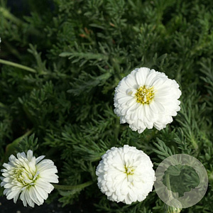 Chamaemelum nobile 'Ligulosum' GM P9