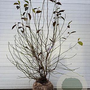 Magnolia soulangeana 200-225 cm draadkluit extra