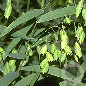 Chasmanthium latifolium GM P9