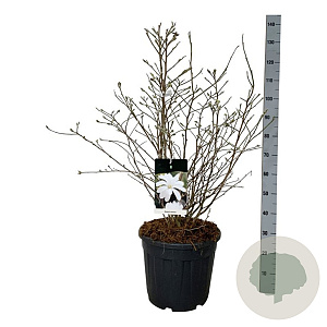 Magnolia stellata 80-100 cm 30L extra